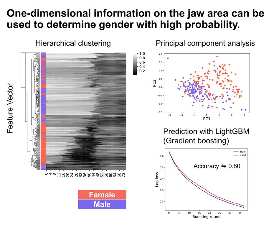 One-dimensional information on the jaw area can be used to determine gender with high probability.