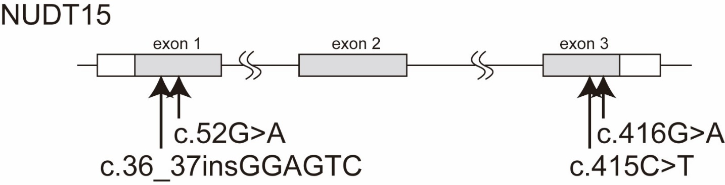 図1. NUDT15遺伝子にみられる遺伝子多型の画像