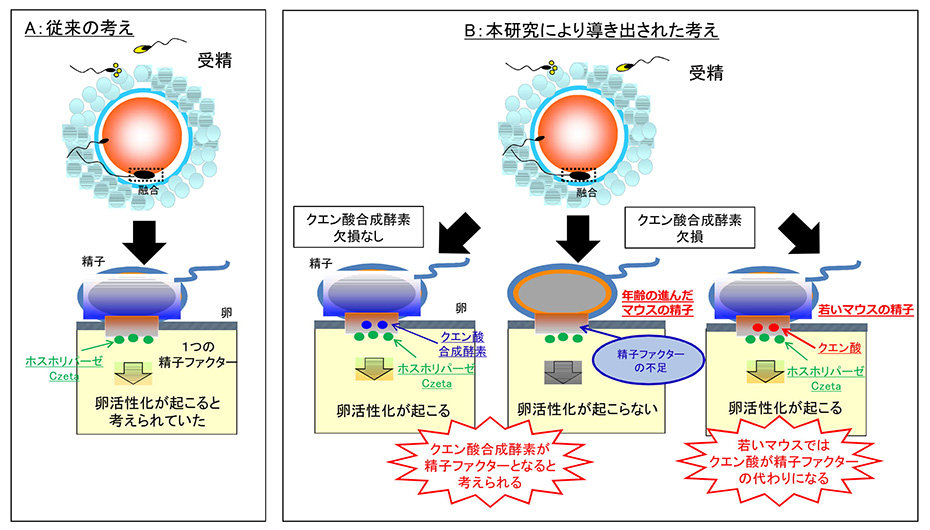 国立成育医療研究センター研究所の生殖研究グループによる「卵活性化」の精子ファクターについての研究成果の概要