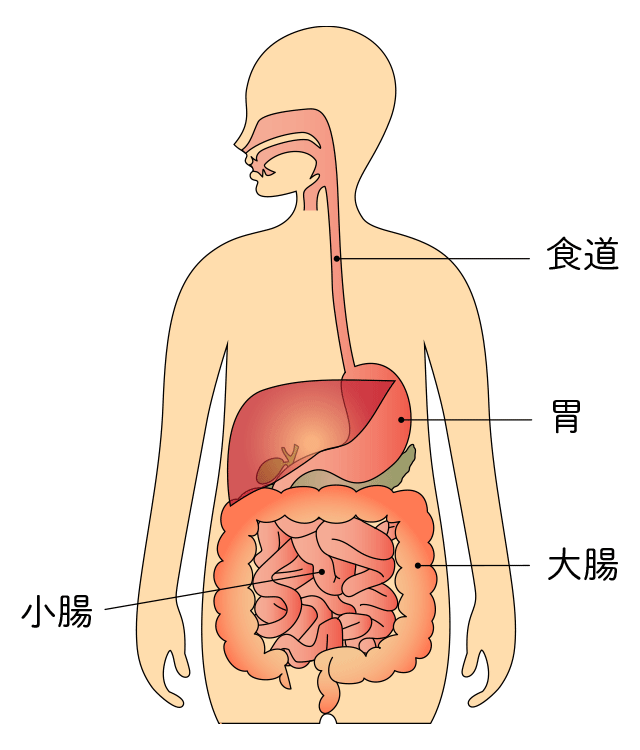 消化管の部位とはたらき | 国立成育医療研究センター