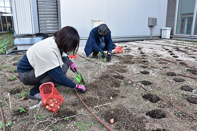 苗を植える作業中の様子