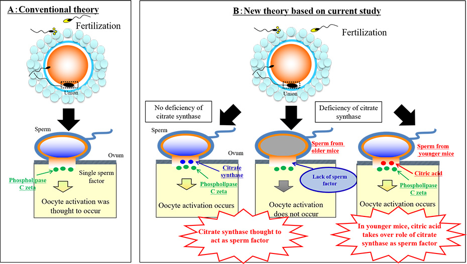 Diagram of mechanism of oocyte activation