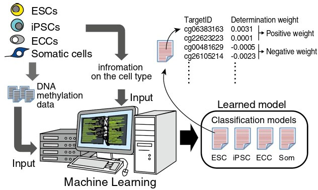 Identification of an epigenetic signature in human induced pluripotent stem cells using a linear machine learning model