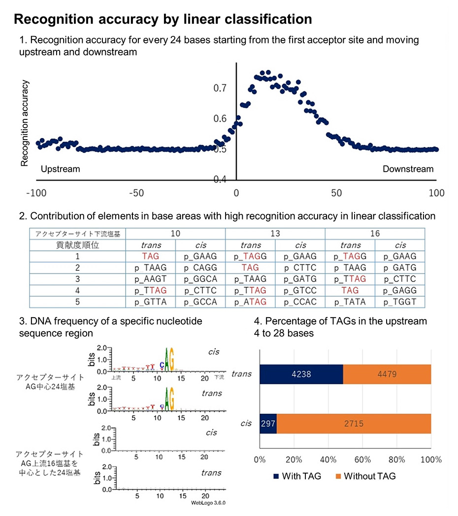 Recognition accuracy by linear classfication