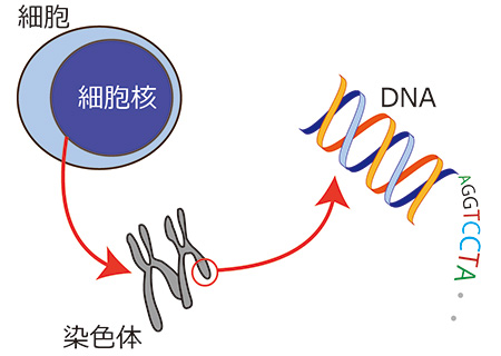 ゲノムって？図解