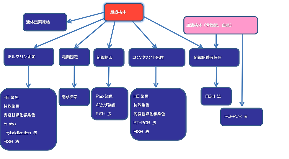  組織診断の画像