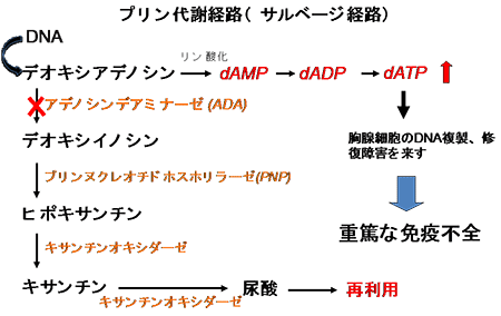 家族 性 アデノシン アクサ ディ シャン と は