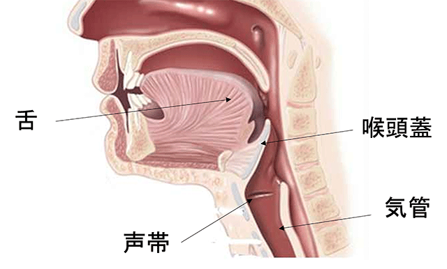 上気道の断面図