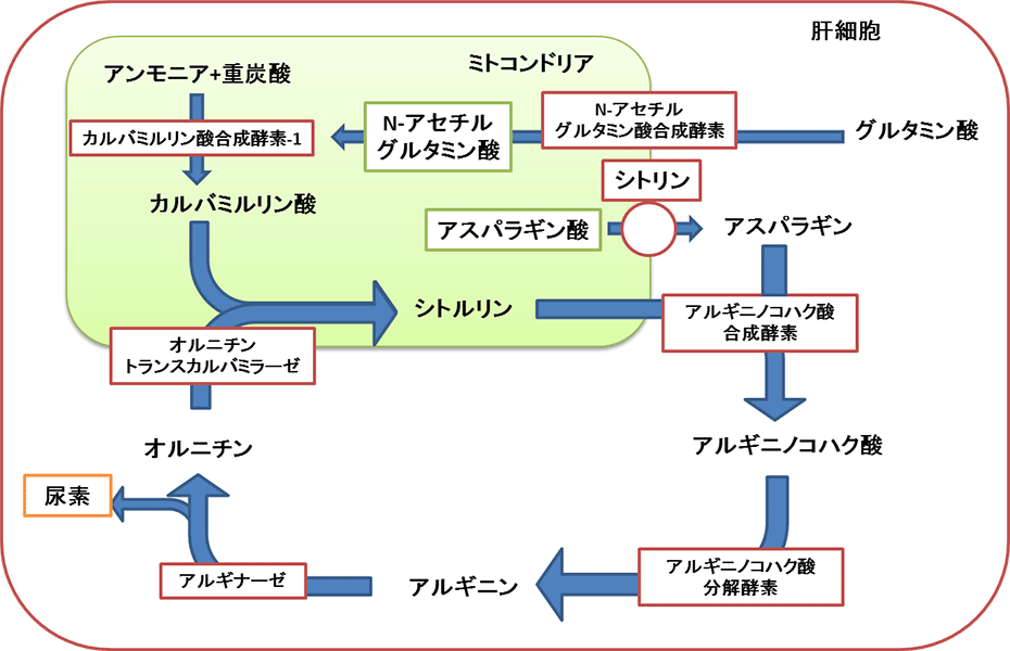 尿素サイクルの画像