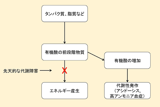 有機酸代謝異常症の代謝経路