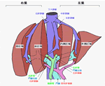 肝臓の解剖の画像