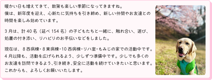 [桜をバックにおだやかなマサの写真]
  暖かい日も増えてきて、散策も楽しい季節になってきますね。僕は、新年度を迎え、心新たに気持ちを引き締め、新しい仲間やお友達との時間を楽しみ始めています。3月は、計40名（延べ154名）の子どもたちと一緒に、触れ合い、遊び、処置の付き添い、リハビリのお手伝いなどをしました。現在は、８西病棟・８東病棟・10西病棟・リハ室・もみじの家での活動中です。4月以降も、活動を広げられるよう、少しずつ準備中です。少しでも多くのお友達を訪問できるよう、引き続き、
  安全に活動を続けていきたいと思います。これからも、よろしくお願いいたします。