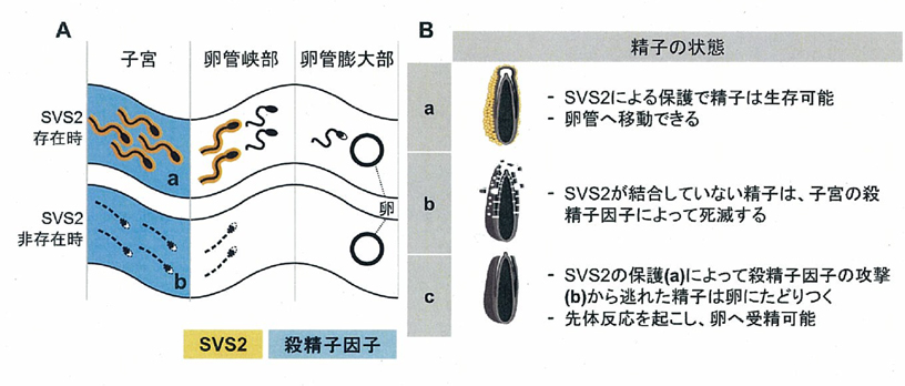 子宮内部での精子に対するSVS2の働きの説明の画像
