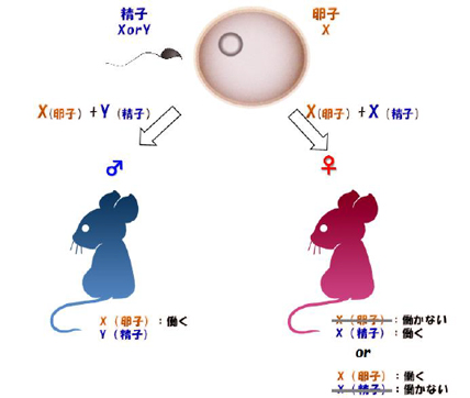 図１：X 染色体の雌雄間における遺伝子発現量補正の画像