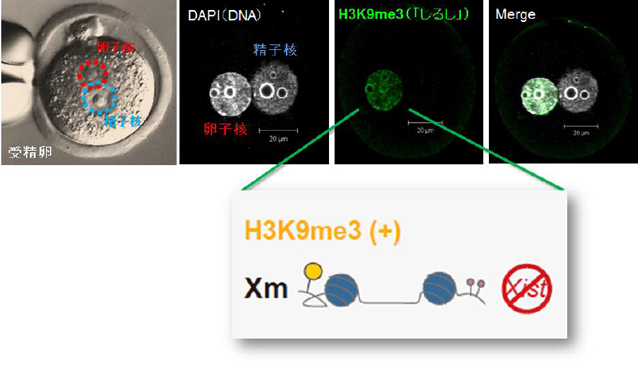 図2：卵子X 染色体特異的な「しるし」の画像