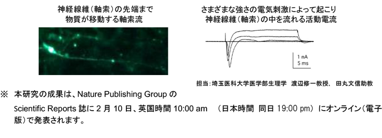 神経線維（軸索）の先端まで物質が移動する軸索流、さまざまな強さの電気刺激によって起こり神経線維（軸索）の中を流れる活動電流の画像