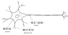神経細胞（ニューロン）と軸索