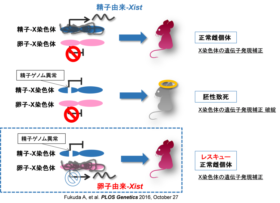 図1　致死的精子ゲノム異常を卵子が救うモデル図の画像