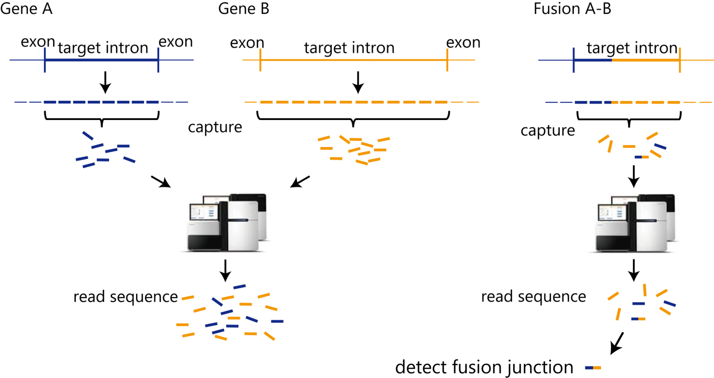 図3. 転座のイントロンを補足して、次世代シークエンサーで融合遺伝子を検出できるの画像