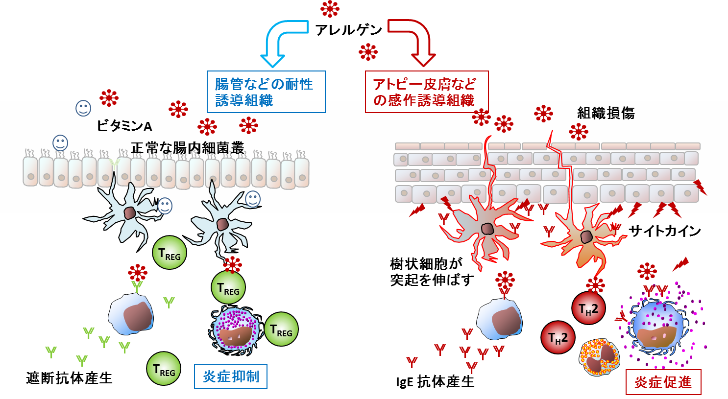 二重暴露仮説の画像