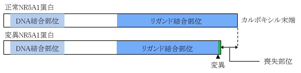 NR5A1遺伝子の新規変異の説明画像