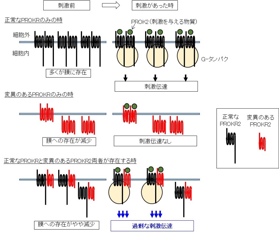 PROKR2遺伝子変異（その2）の画像