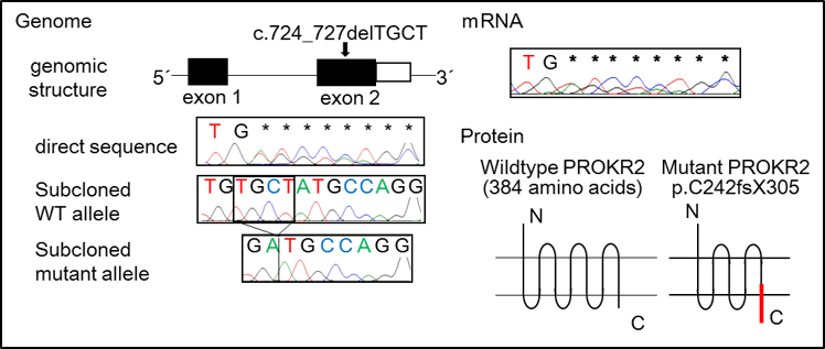 PROKR2遺伝子変異（その1）の画像