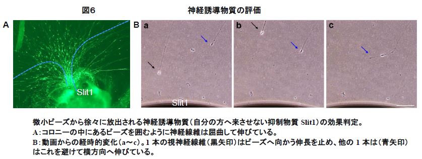 図6の画像