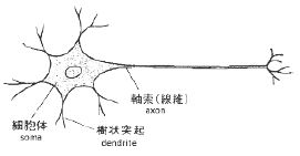 神経細胞（ニューロン）と軸索の画像