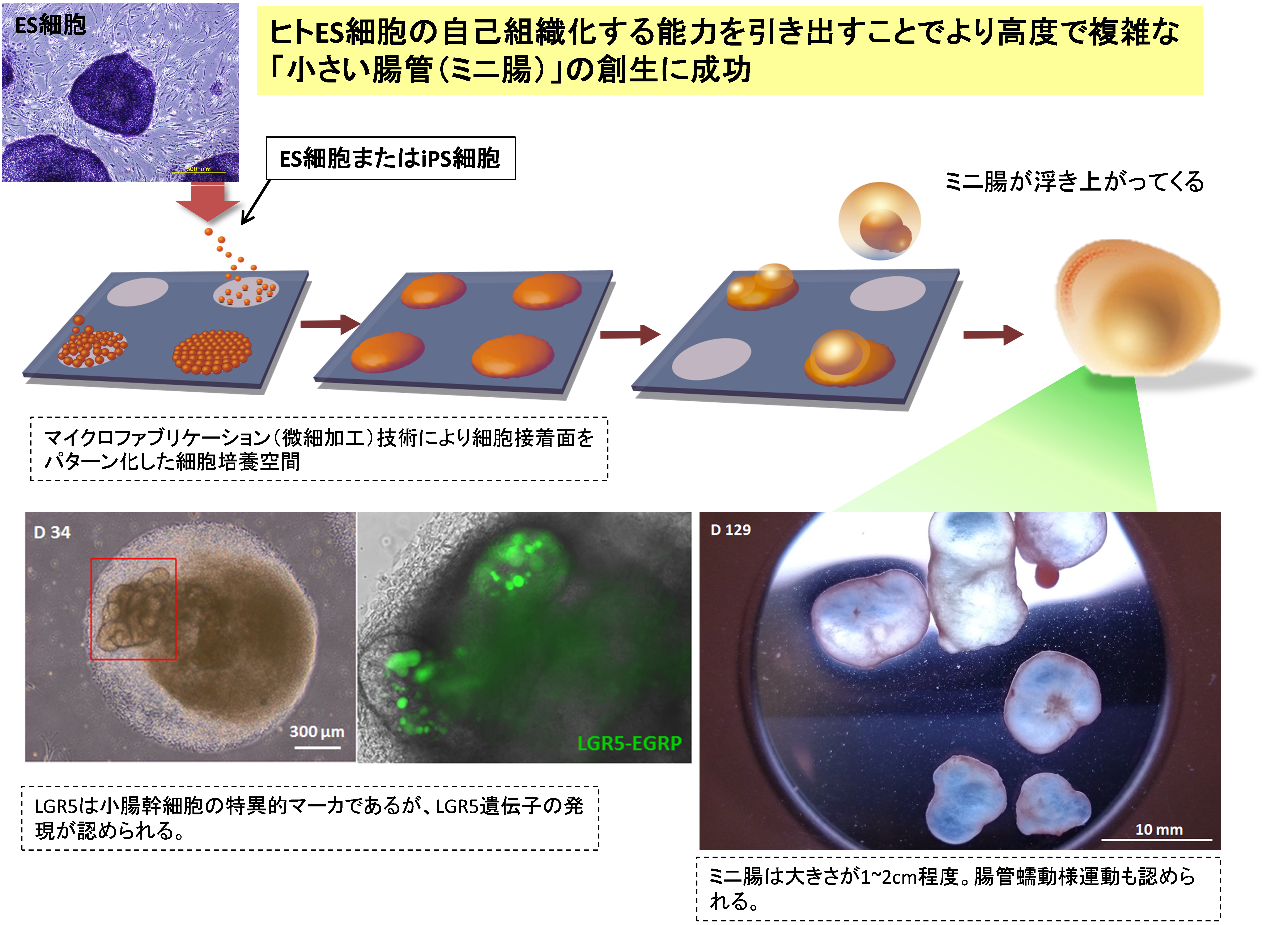 生体の腸（小腸）の機能を有する小さな臓器（ミニ腸）の作製法の画像