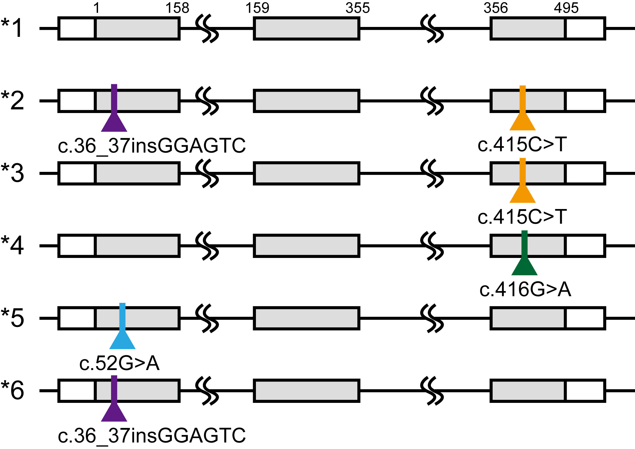 図2. NUDT15遺伝子の多型の組み合わせの画像