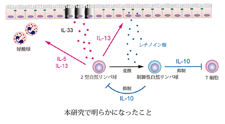 本研究で明らかになったこと