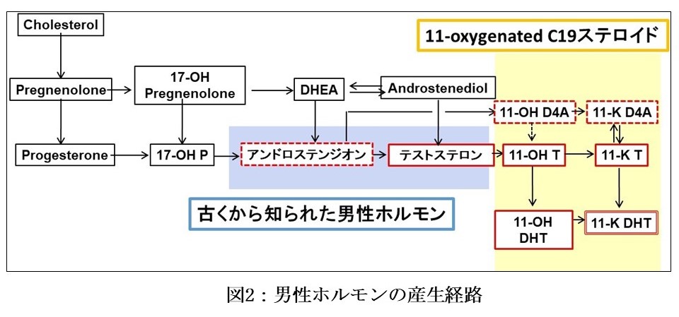 図2:男性ホルモンの産生経路