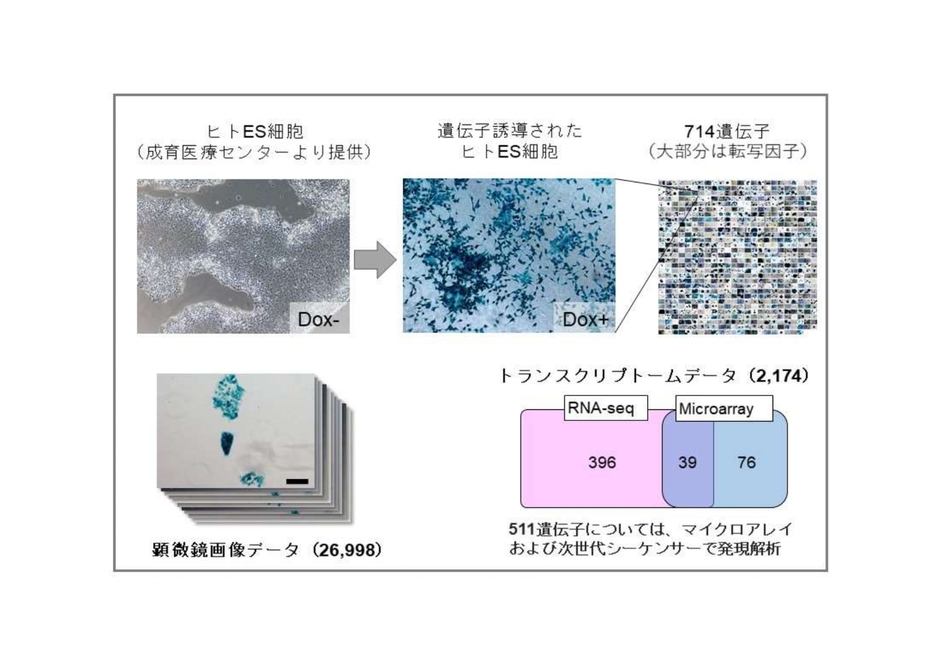 ヒト幹細胞分化に関係する転写因子の網羅的な同定とその解析