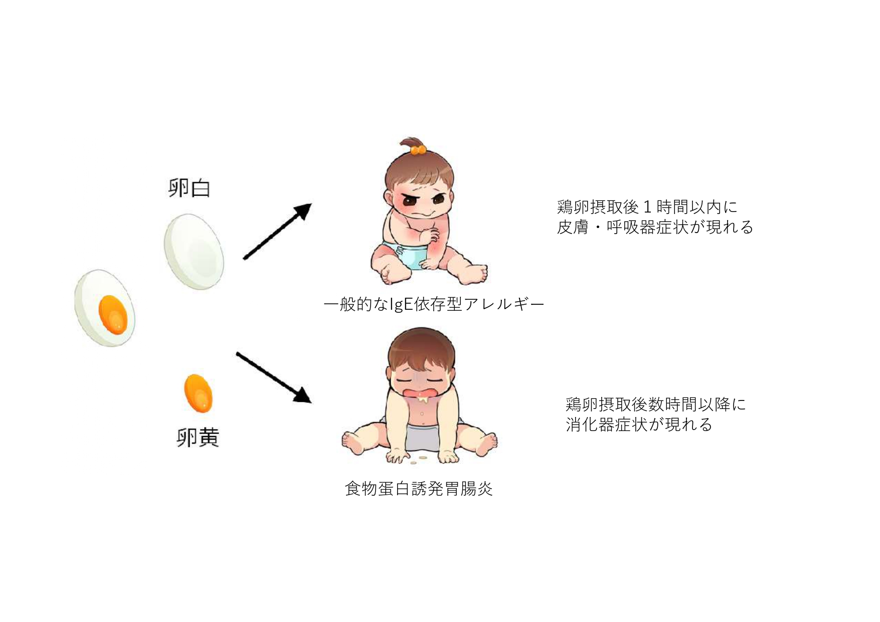 卵白と卵黄によるアレルギーの出方の違い