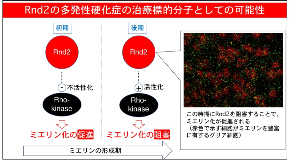 Rnd2の多発性硬化症の治療標的分子としての可能性