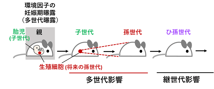 環境因⼦曝露による世代を越えた健康影響