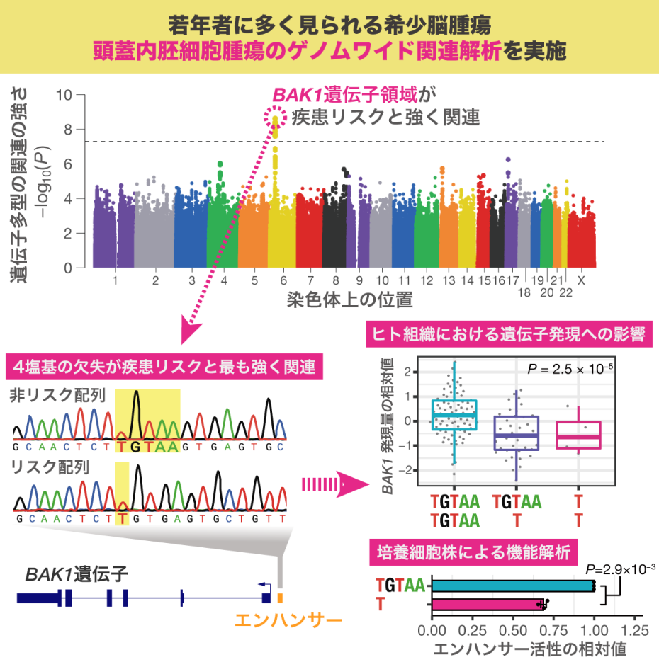 脳蓋内胚細胞腫瘍のゲノムワイド関連解析の図