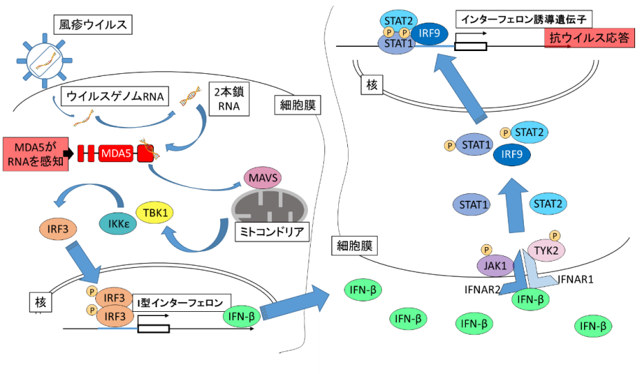 神経系細胞が風疹ウイルス感染を感知し、抗ウイルス応答を発動する仕組みの図