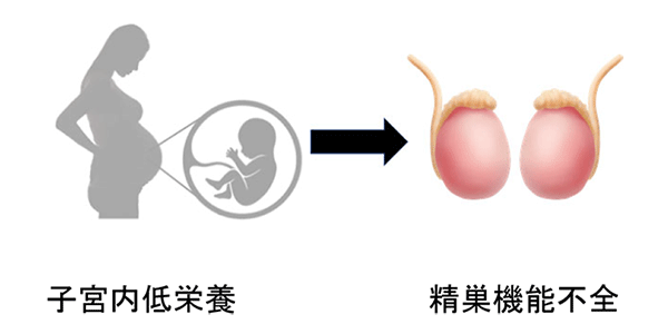 子宮内低栄養→精巣機能不全の画像