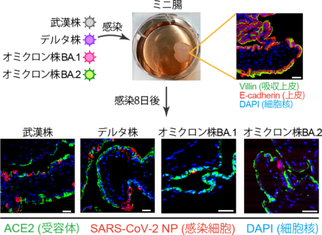 SARS-CoV-2のミニ腸への感染