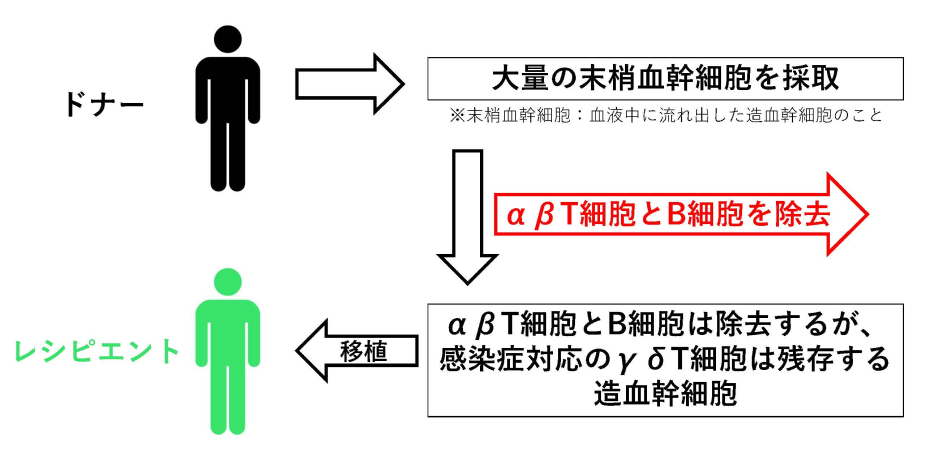 「αβT細胞＆B細胞除去ハプロ移植」のイメージ図