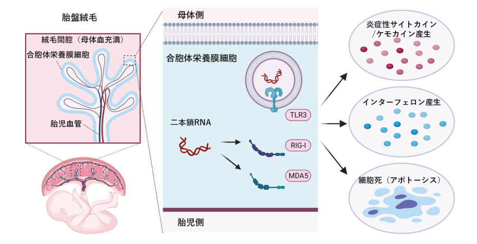胎児を育てる胎盤は、絨毛という微細な構造で形成されています。絨毛の表面には胎児由来の合胞体栄養膜細胞が存在し、この細胞が胎盤の主要な役割（ガス交換、栄養輸送、ホルモン産生等）を担っています（図左側）。本研究では、この合胞体栄養膜細胞の免疫学的特徴を明らかにしました（図中央、右側）。
