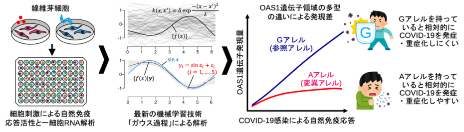 研究の概念図と主な発見