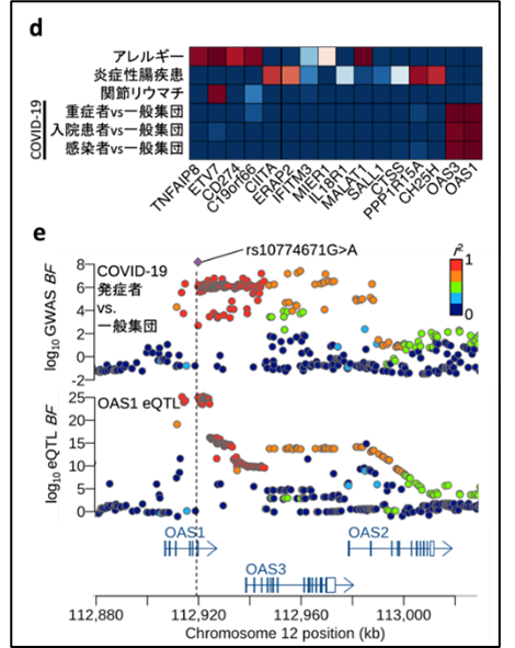 OAS1遺伝子と自己免疫疾患との共局在化の図