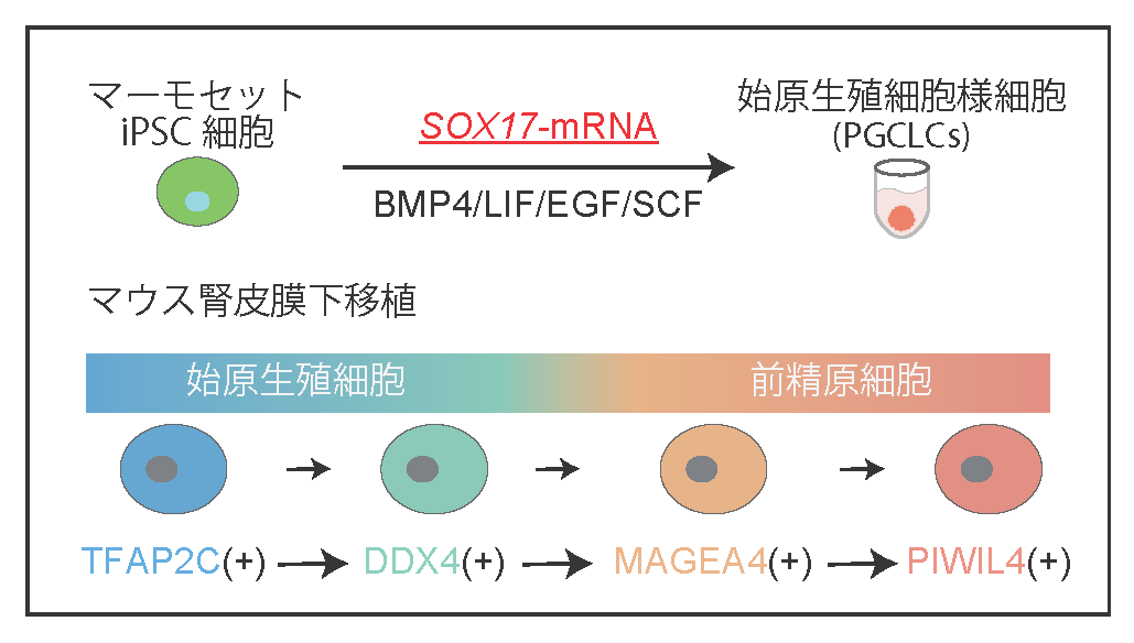 iPS細胞から前精原細胞の作成過程の図