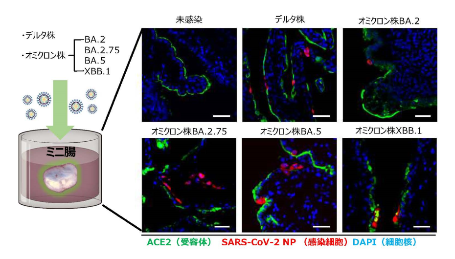 SARS-CoV-2のミニ腸への感染の図