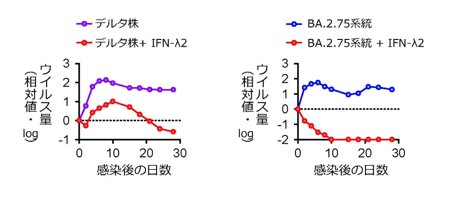 SARS-CoV-2持続感染におけるIFN-λ2の効果のグラフ