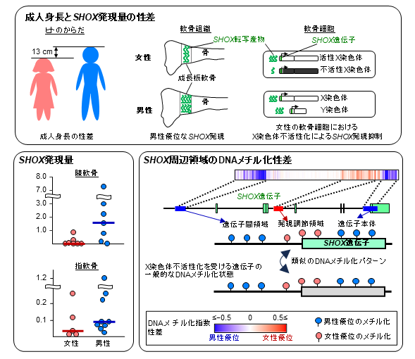 SHOX発現量の性差の図