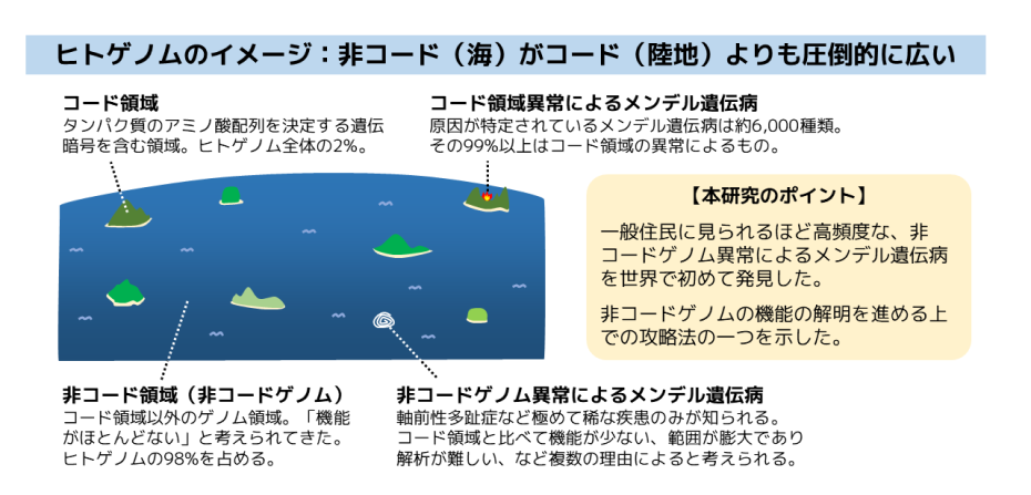 ゲノムのコード領域と非コード領域のイメージ図